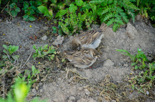 sparrow in garden