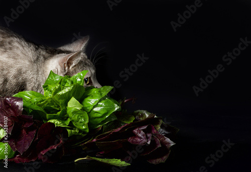 Cat isolated in dark background, Cat portrait close up, cat in studio with space for advertising and text, cat photo