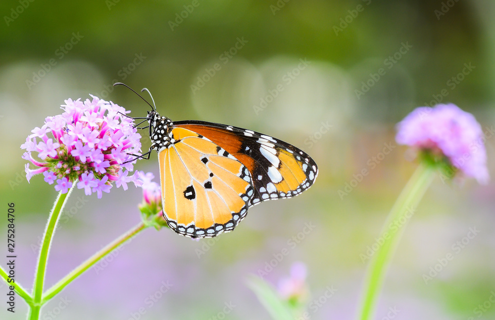 Closeup butterfly are looking for sweet water on flowers in the garden. Closeup butterfly are looking for sweet water on flowers in the garden.
