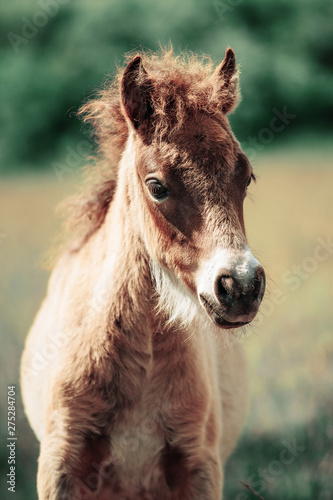Cute little Haflinger horse foal, blond chestnut, standing alertly in a meadow