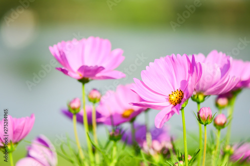 Closeup Pink Cosmos Flower to see the beautiful colors  for wallpapers and backgrounds.