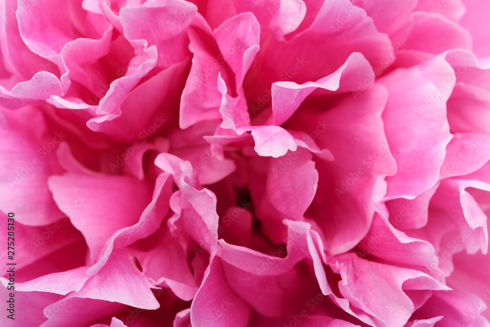 Beautiful blooming head of magenta Peony flower in close-up. Beautiful blooming head of magenta Peony flower in close-up.
