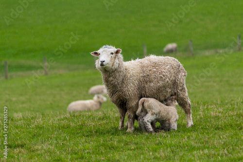 Mother sheep with lamb in a green field/pasture in the South Island of New Zealand.