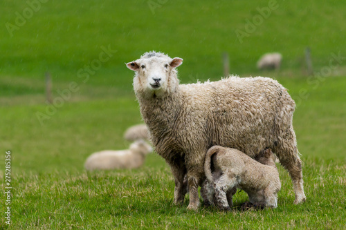 Mother sheep with lamb in a green field/pasture in the South Island of New Zealand.
