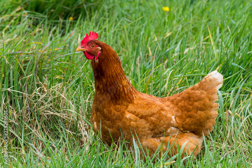 Red Shaver (aka Brown Shaver) chickens are a popular choice for beginner chicken owners. A rich, red-brown in colour, these hens consistently lay beautiful large brown eggs all year-long. © beau