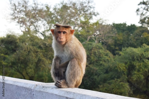 monkey siting on the wall © aboobacker