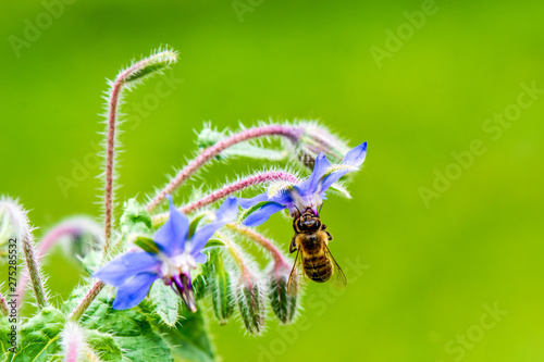 Borage Flowers with Honey Bee