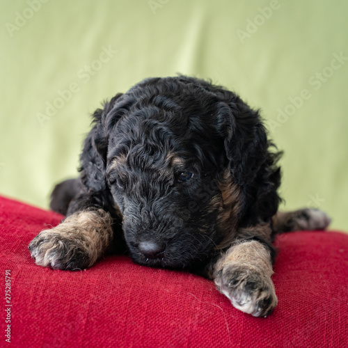 Adorable newborn golden doodle puppy laying on a red pillow with lime green background.