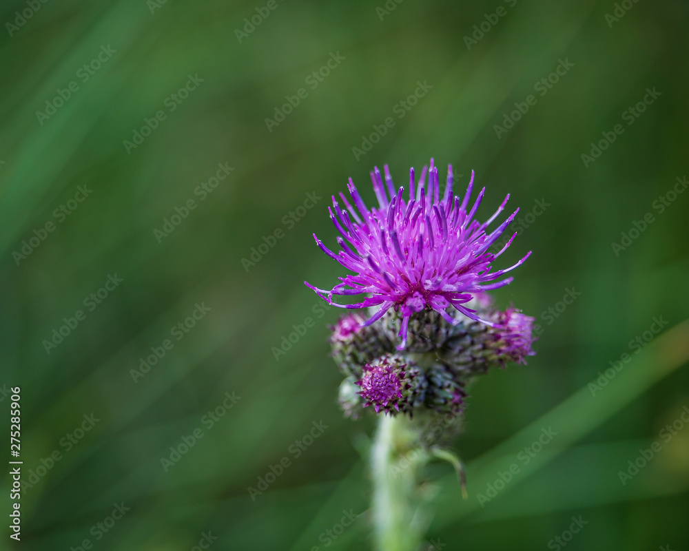 Distel Distel
