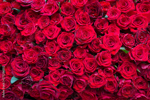 wall red roses, one thousand flowers top view, background, texture of roses