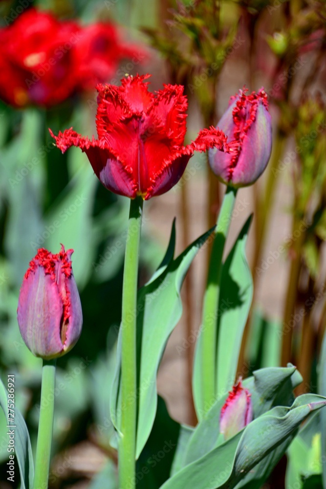 Velvet tulip surrounded by tulip buds
