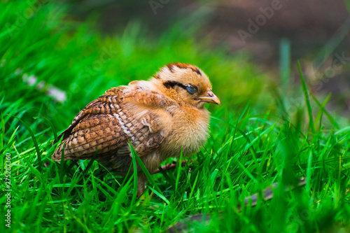 A chick resting in the grass