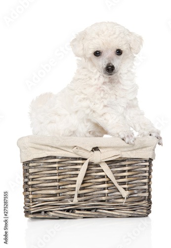 Toy poodle puppy in wicker basket