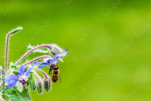 Fototapeta Naklejka Na Ścianę i Meble -  Honey Bee with Borage Flowers