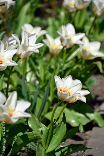 Fototapeta Naklejka Na Ścianę i Meble -  White tulips on a sunny day