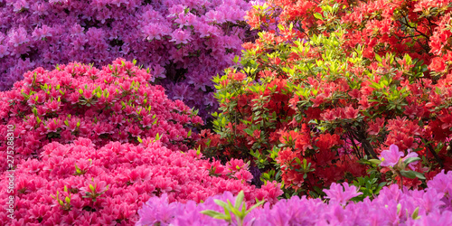 Colorful azalea flowers background　色とりどりのツツジの花 背景 © wooooooojpn