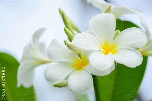 Closeup White Plumeria Flower on the tree.