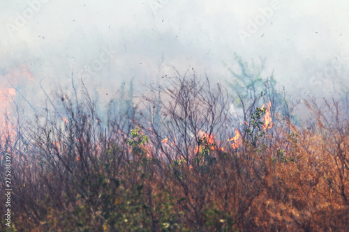 Strong smoke in steppe. Forest and steppe fires destroy fields and steppes during severe droughts. Fire, strong smoke. Blur focus due to jitter of hot hot fire. Disaster, damage, risk to houses © Aleksandr Lesik