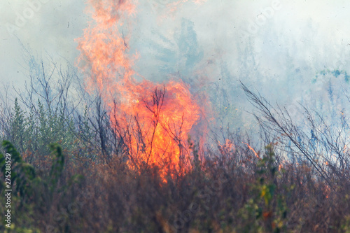 Strong smoke in steppe. Forest and steppe fires destroy fields and steppes during severe droughts. Fire, strong smoke. Blur focus due to jitter of hot hot fire. Disaster, damage, risk to houses © Aleksandr Lesik
