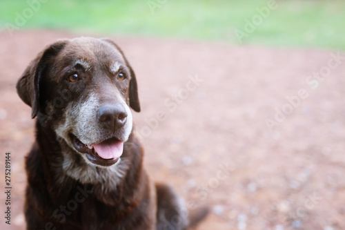 Photography Dog shy guilty is a shelter hound dog waiting looking up with lonely eyes an intense stare outdoors in nature Morning sunlight