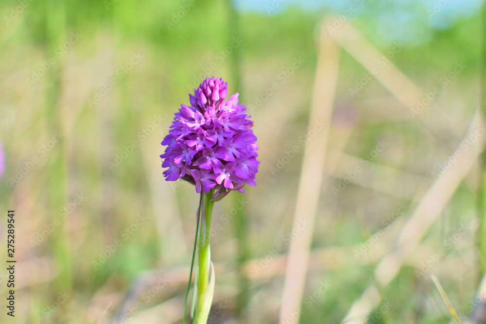 Erquy 22 Orchid e Sauvage Orchis Pyramidal Sur La C te D Erquy erquy-22-orchid-e-sauvage-orchis-pyramidal-sur-la-c-te-d-erquy