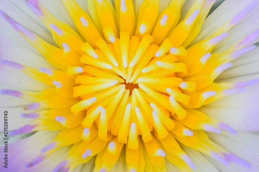 Obraz premium Closeup by Selective Focus Pollen Lotus flower,Yellow lotus,Nectar for insect food,Colorful and beautiful flower.