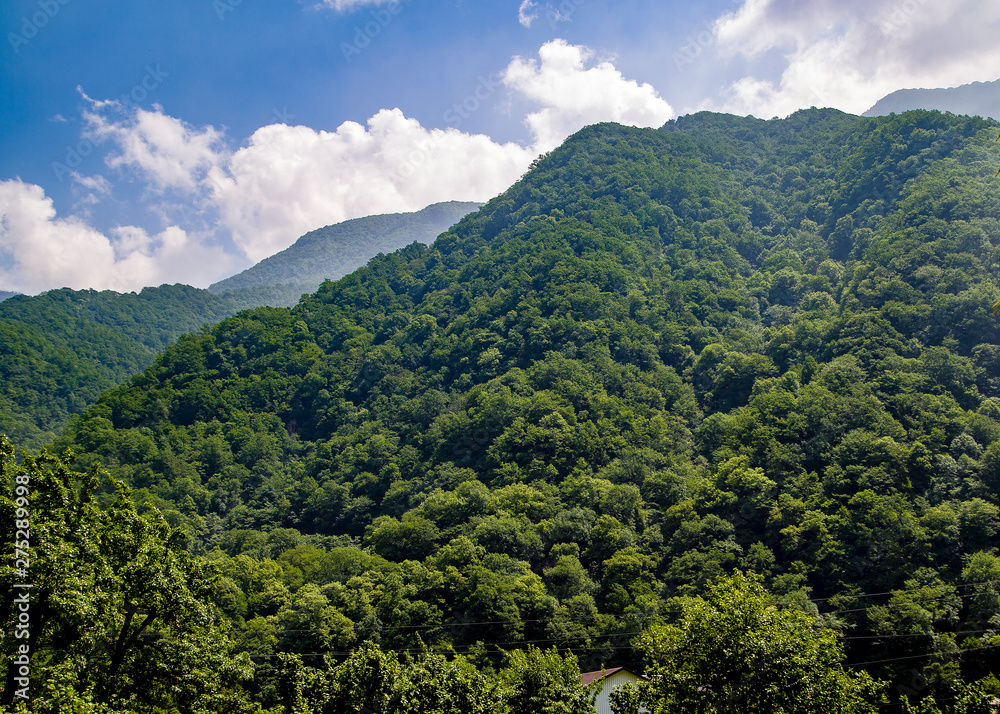 forest cover on the hillside