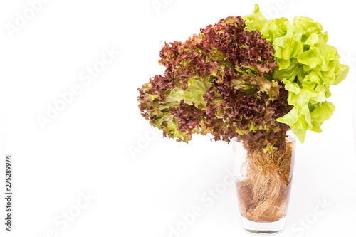 Hydroponic red and green lettuce in glass isolated on white background photo
