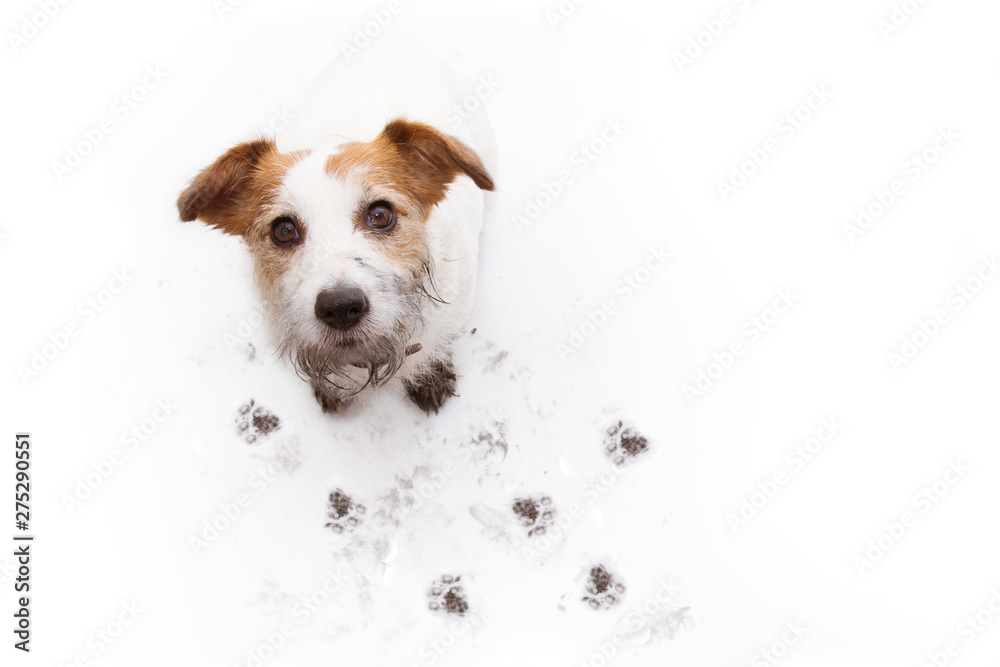 ISOLATED DIRTY JACK RUSSELL DOG, AFTER PLAY IN A MUD PUDDLE WITH PAW PRINTS  AGAINST  WHITE BACKGROUND. HIGH ANGLE VIEW.