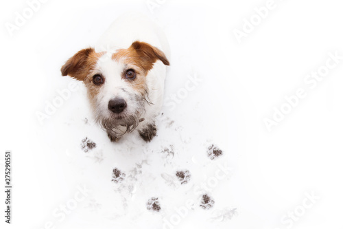 ISOLATED DIRTY JACK RUSSELL DOG, AFTER PLAY IN A MUD PUDDLE WITH PAW PRINTS AGAINST WHITE BACKGROUND. HIGH ANGLE VIEW.