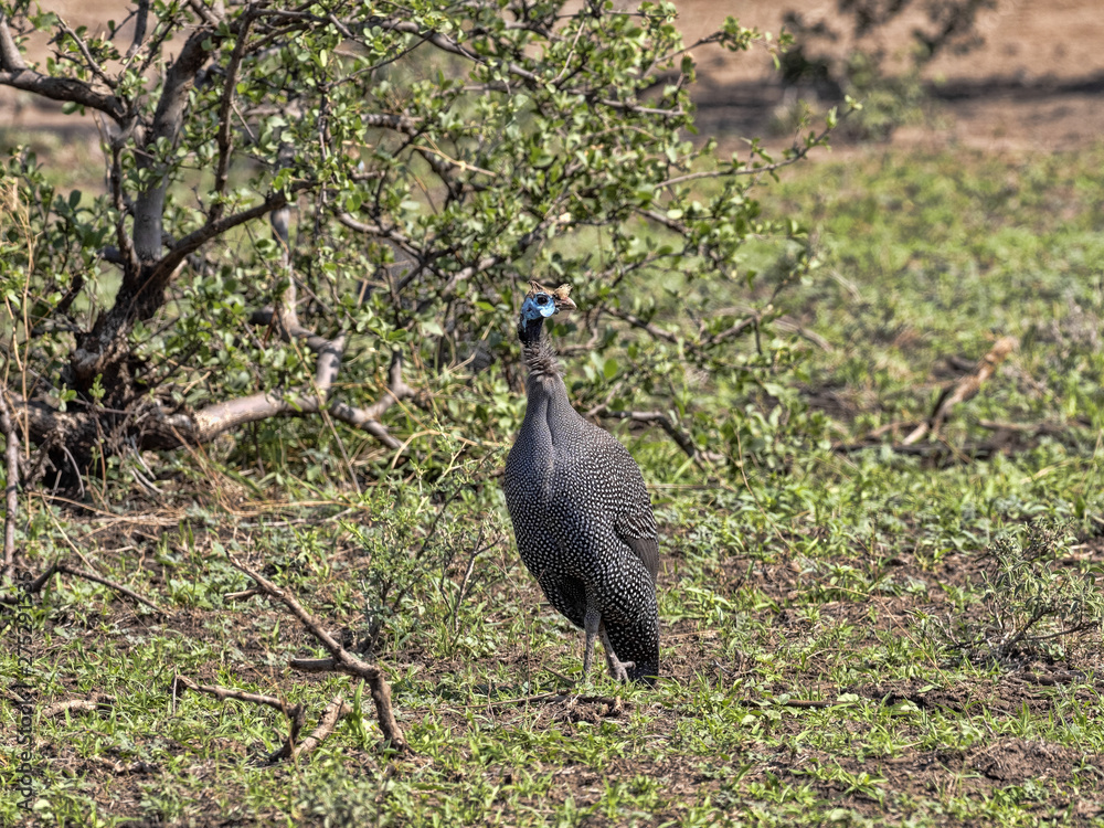 Tufted guineafowl, Numida meleagris, Awash National Park, Ethiopia Tufted guineafowl, Numida meleagris, Awash National Park, Ethiopia