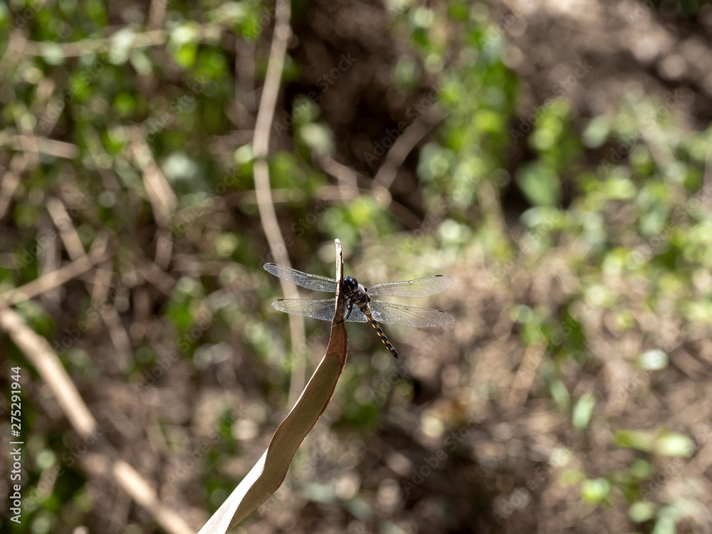 Fototapeta premium Dragonfly at Awash Falls, Ethiopia