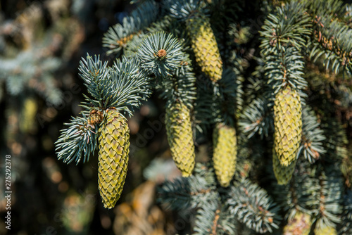 Fir-tree branches with cones on blue sky background.