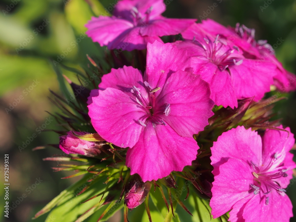 Fototapeta premium Blooming red buds Turkish carnations. Floriculture.