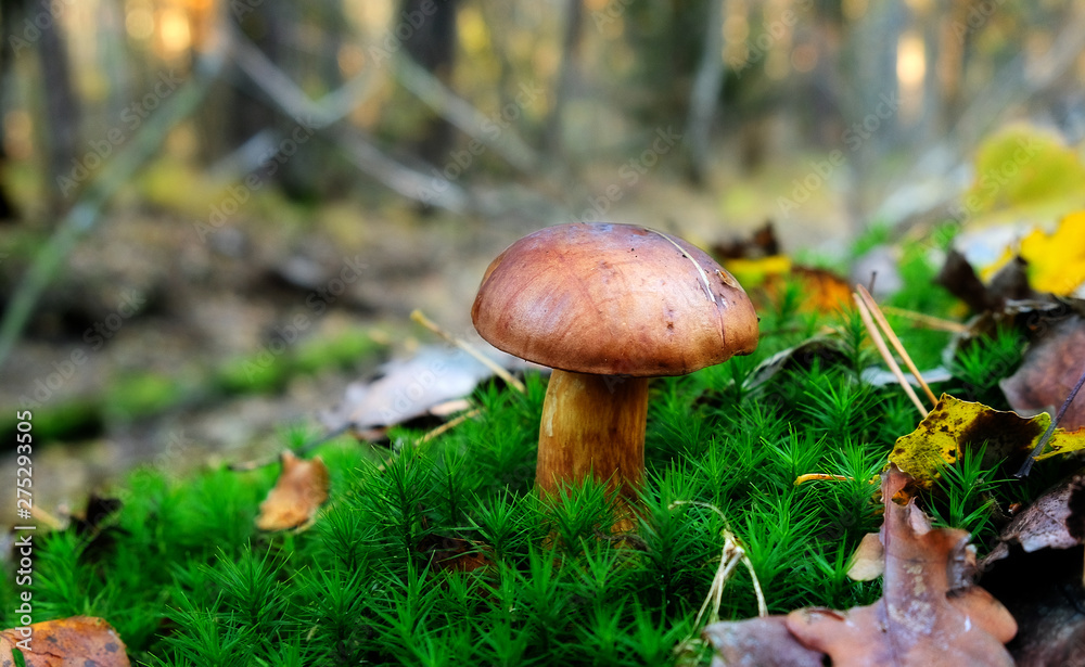 Mushroom in the autumn forest