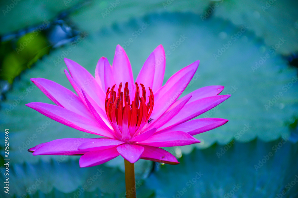 The color and beauty of Pink lotus in the water.Flower nectar for insects in the morning. The color and beauty of Pink lotus in the water.Flower nectar for insects in the morning.