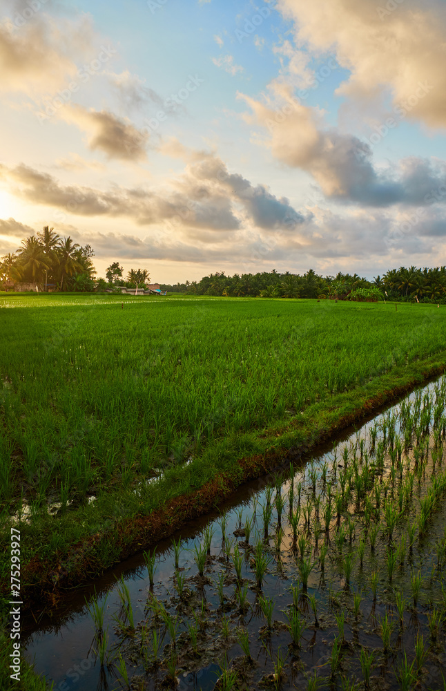 Obraz premium Rice fields in Bali.