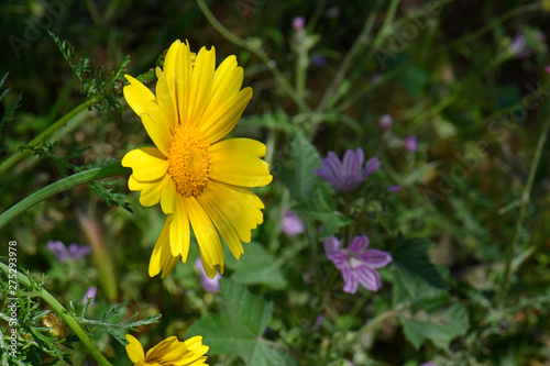 Kronenwucherblume (Glebionis coronaria) - edible chrysanthemum photo