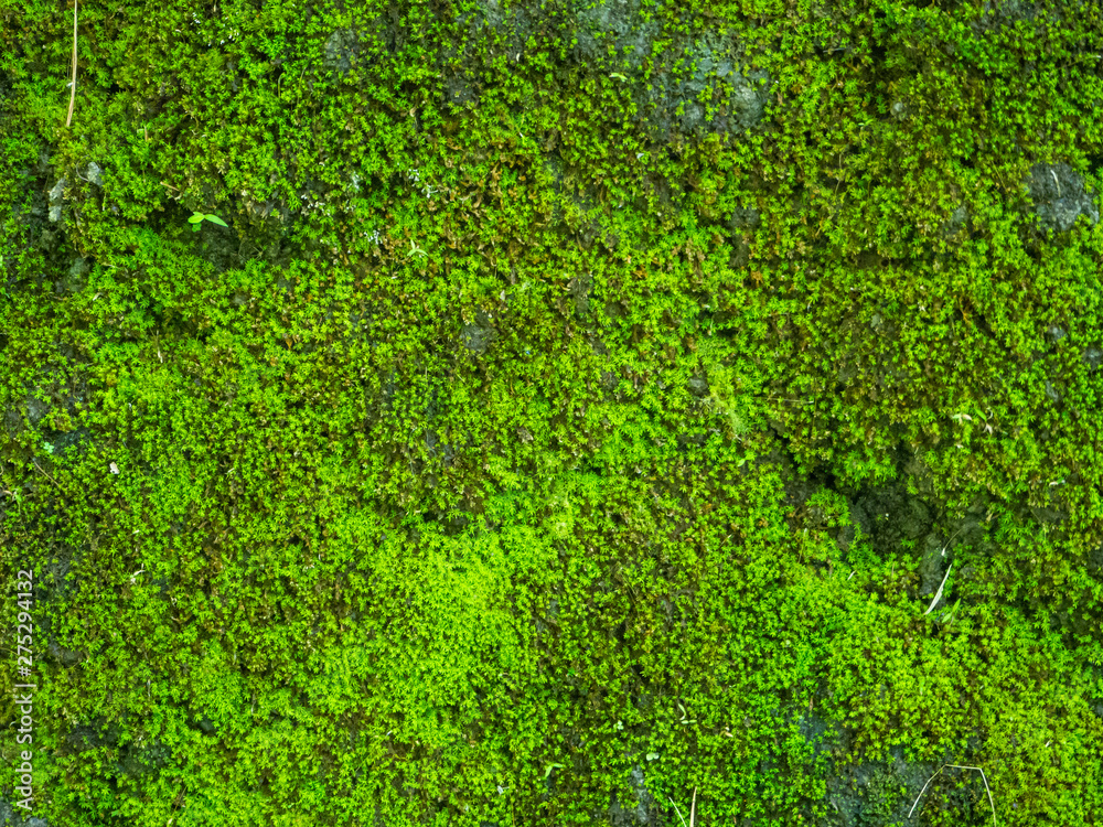 Green moss on the stone wall. Bali. Green moss on the stone wall. Bali.
