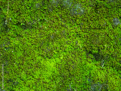 Green moss on the stone wall. Bali.