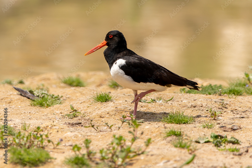 Oyster catcher Oyster catcher