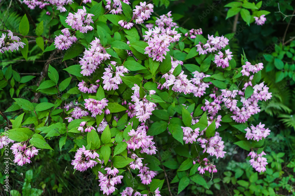 Beautiful branches of decorative pink jasmine in the summer. Beautiful branches of decorative pink jasmine in the summer.