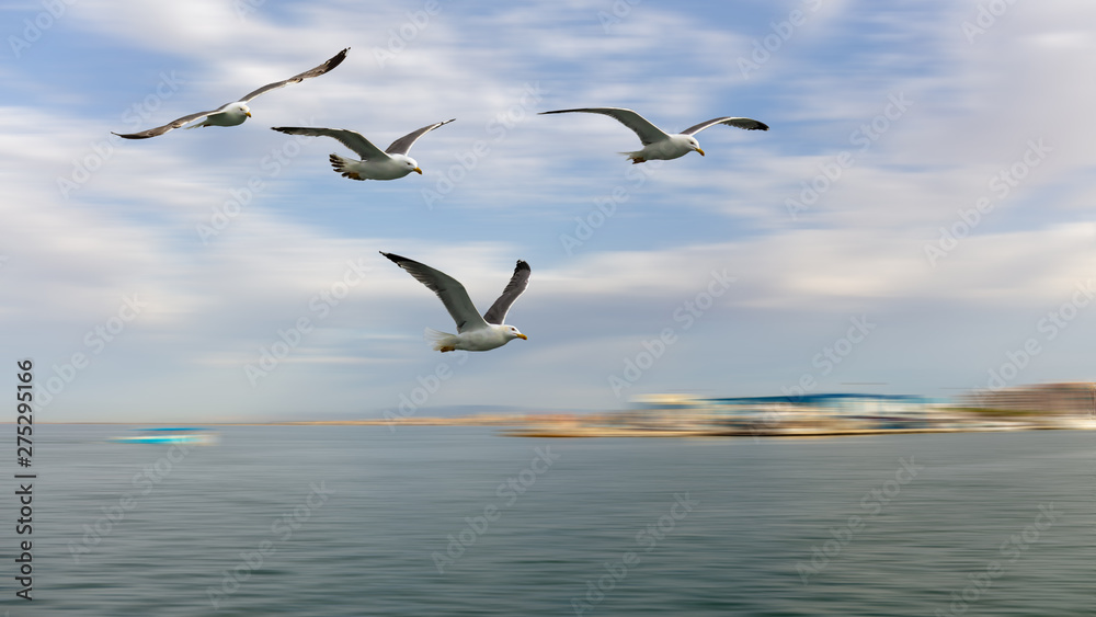 A group of seagulls flies across the Mediterranean Sea off the Spanish port city of Santa Pola. Due to the fast flight of the birds, the background is blurred by motion blur.
