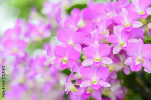 Purple orchids are on the tree.Selective Focus and blurry behind. © thanin
