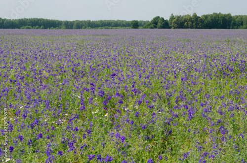 Field covered with blue bells © Svetlana