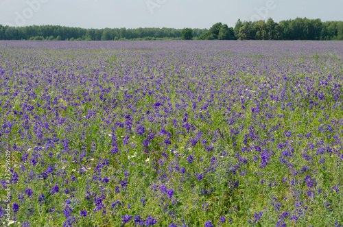 Field covered with blue bells