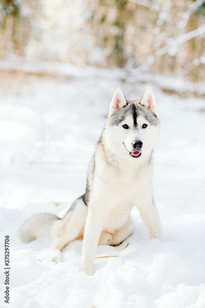 Husky dog lying in the snow. Siberian husky with blue eyes in winter forest.