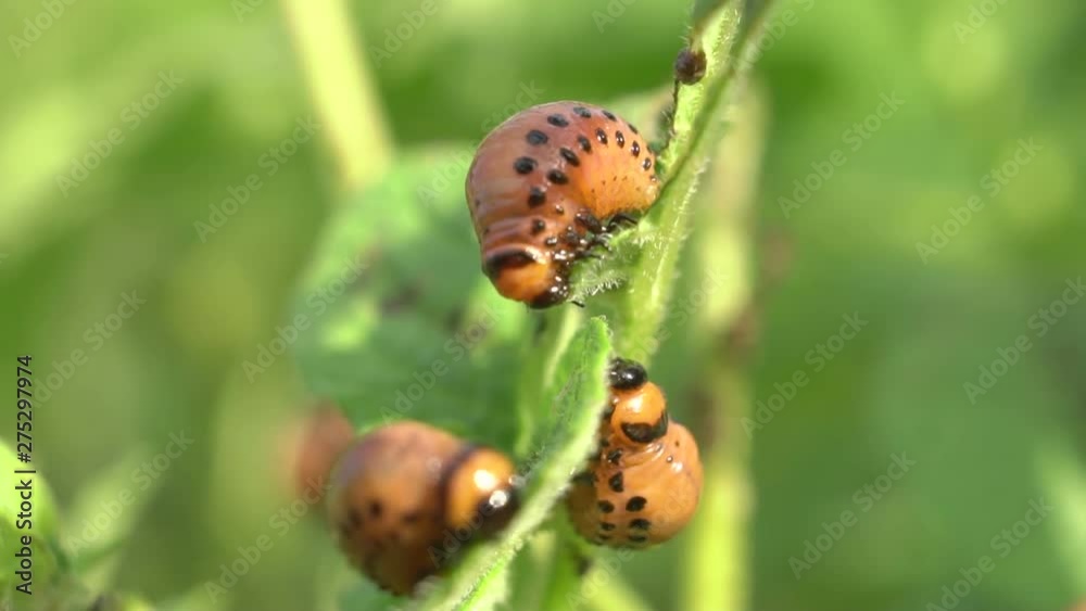 potato beetle larvae eat potatoes potato beetle larvae eat potatoes