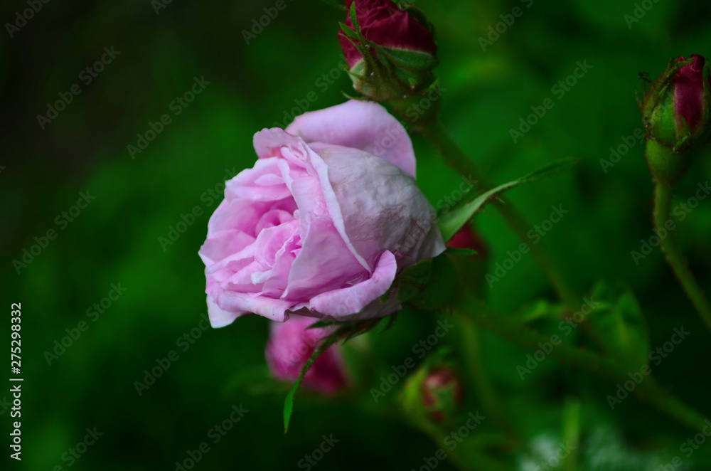 Lovely and romantic blooms of the Tea rose in the garden Lovely and romantic blooms of the Tea rose in the garden