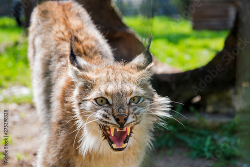 Photography Lynx in green forest with tree trunk